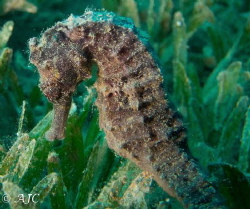 Black Seahorse found in Bannerfish Bay, Dahab. by Alexandra Caine 